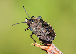 Bronze Shieldbug