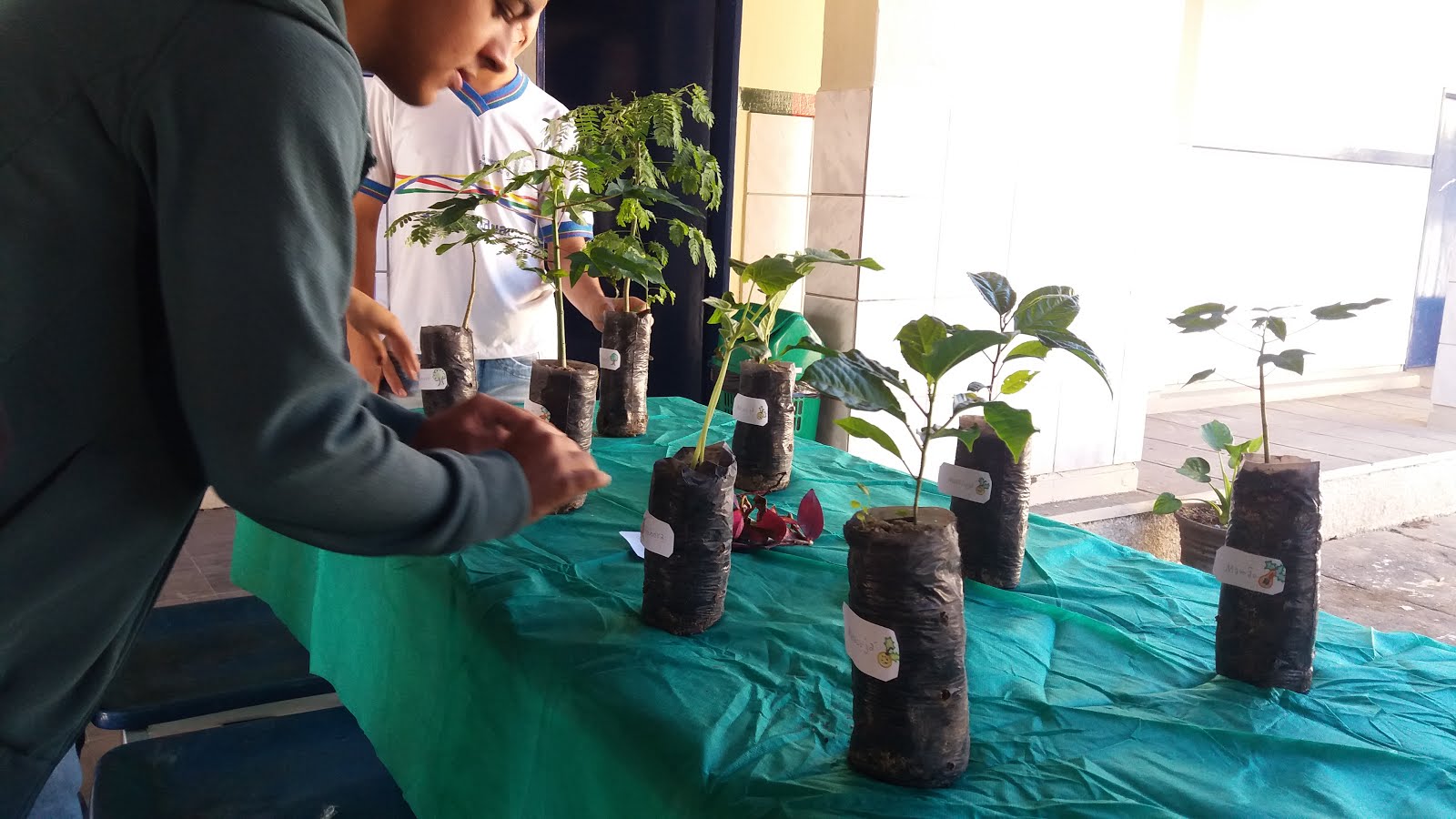 projeto Adote uma Planta