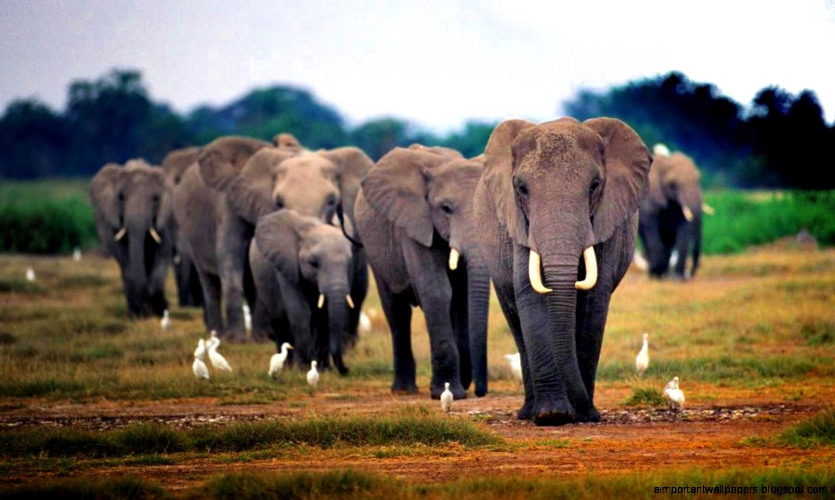 Wallpapers African Elephant 1280x800 124928 african Wallpapers African Elephant 1280x800 124928 african