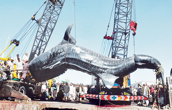 Gambar Ikan Gergasi