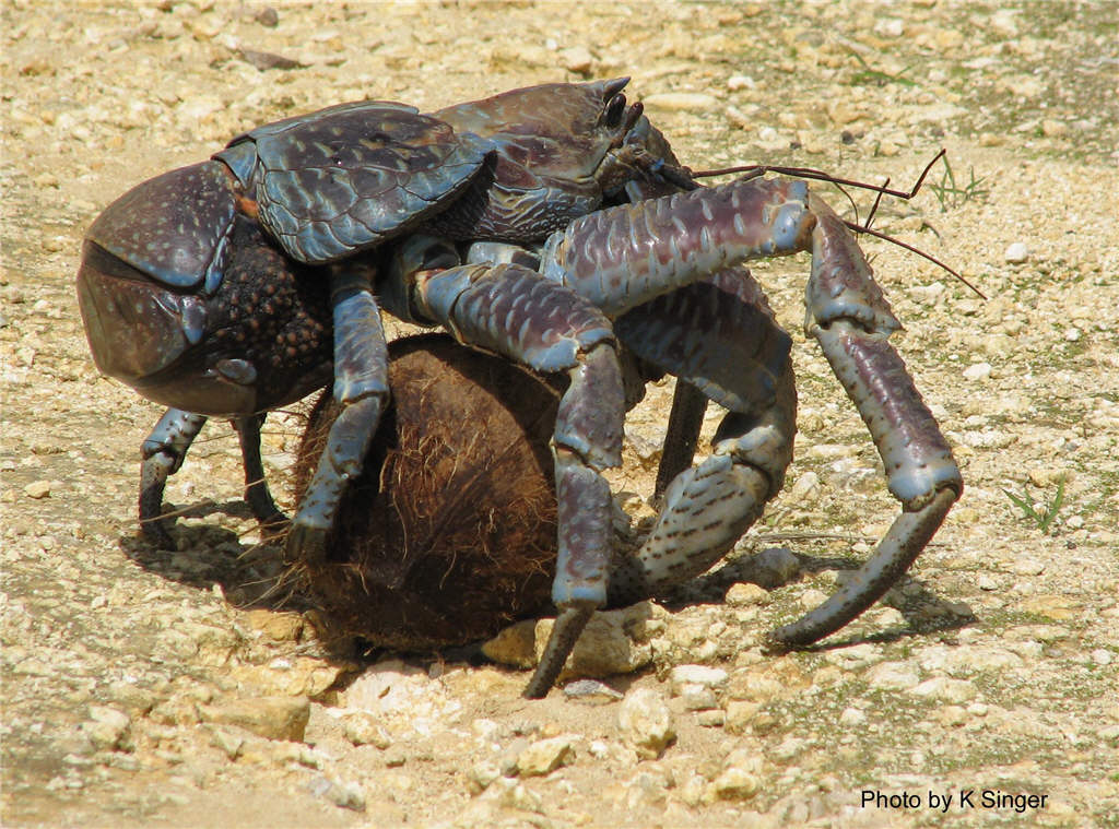 Evolution of the coconut crab