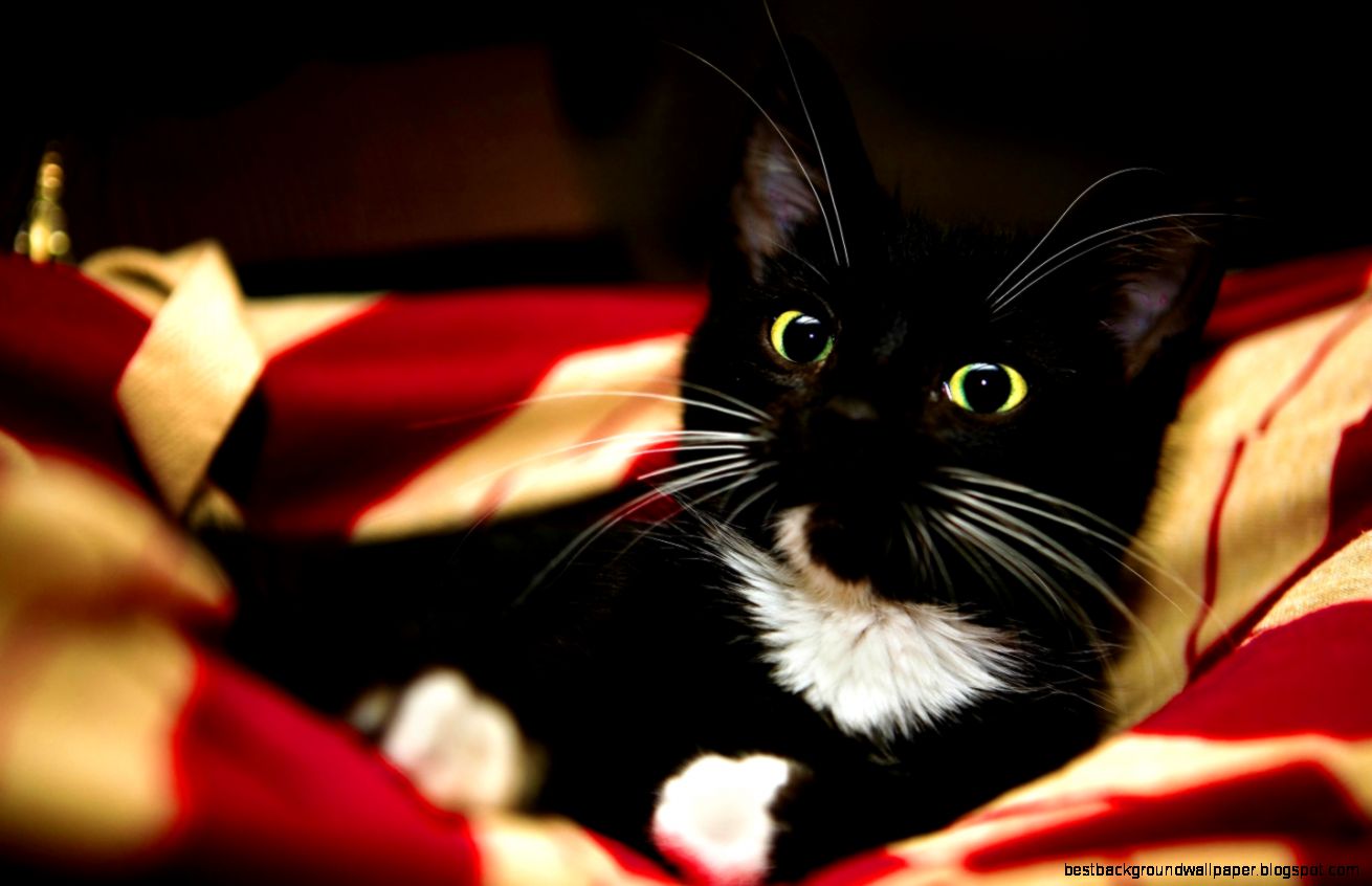 1440x900 Cute kitty whiskers Wallpaper 1440x900 Cute kitty whiskers Wallpaper