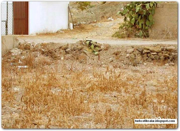 Resimdeki Kedi Nerede? )) En Komik Fıkralar&hellip;