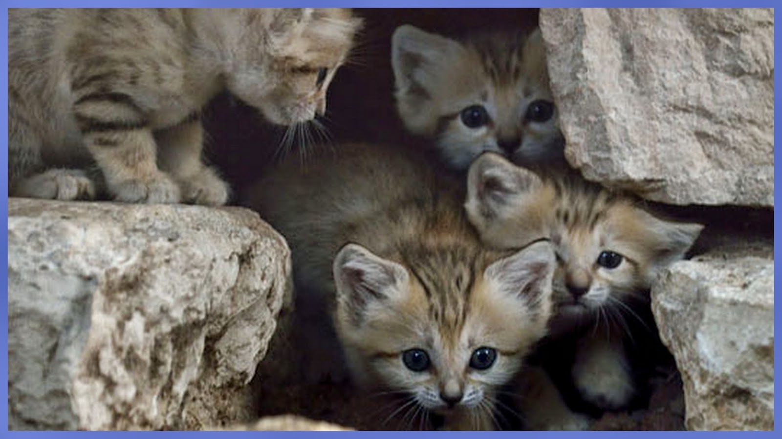Re Train Your Brain To Happiness Rare Sand Cat Kittens Born In Israel