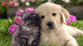 Cute cat and dog Pictures