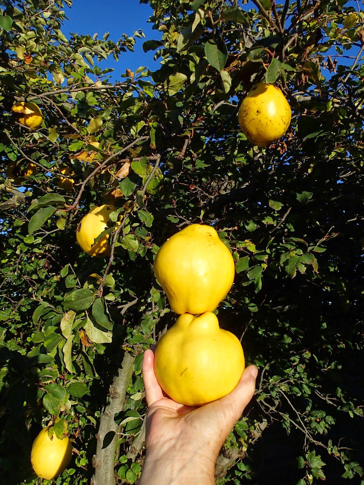 Quinces...big and beautiful