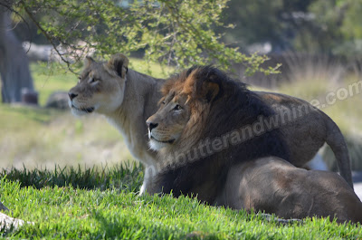 Lions in the grass