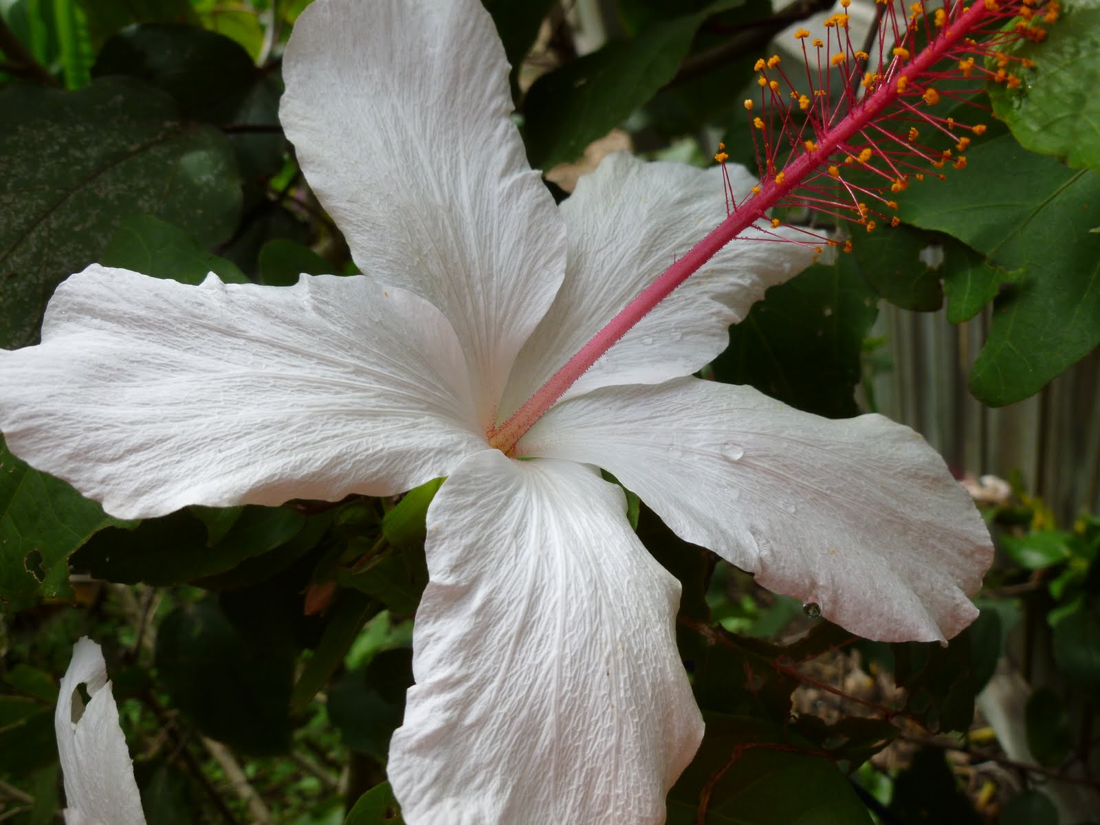 Stamen Of Hibiscus
