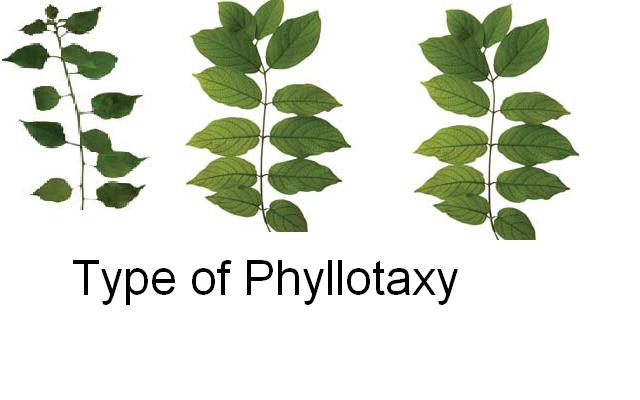 Phyllotaxy Of Leaves