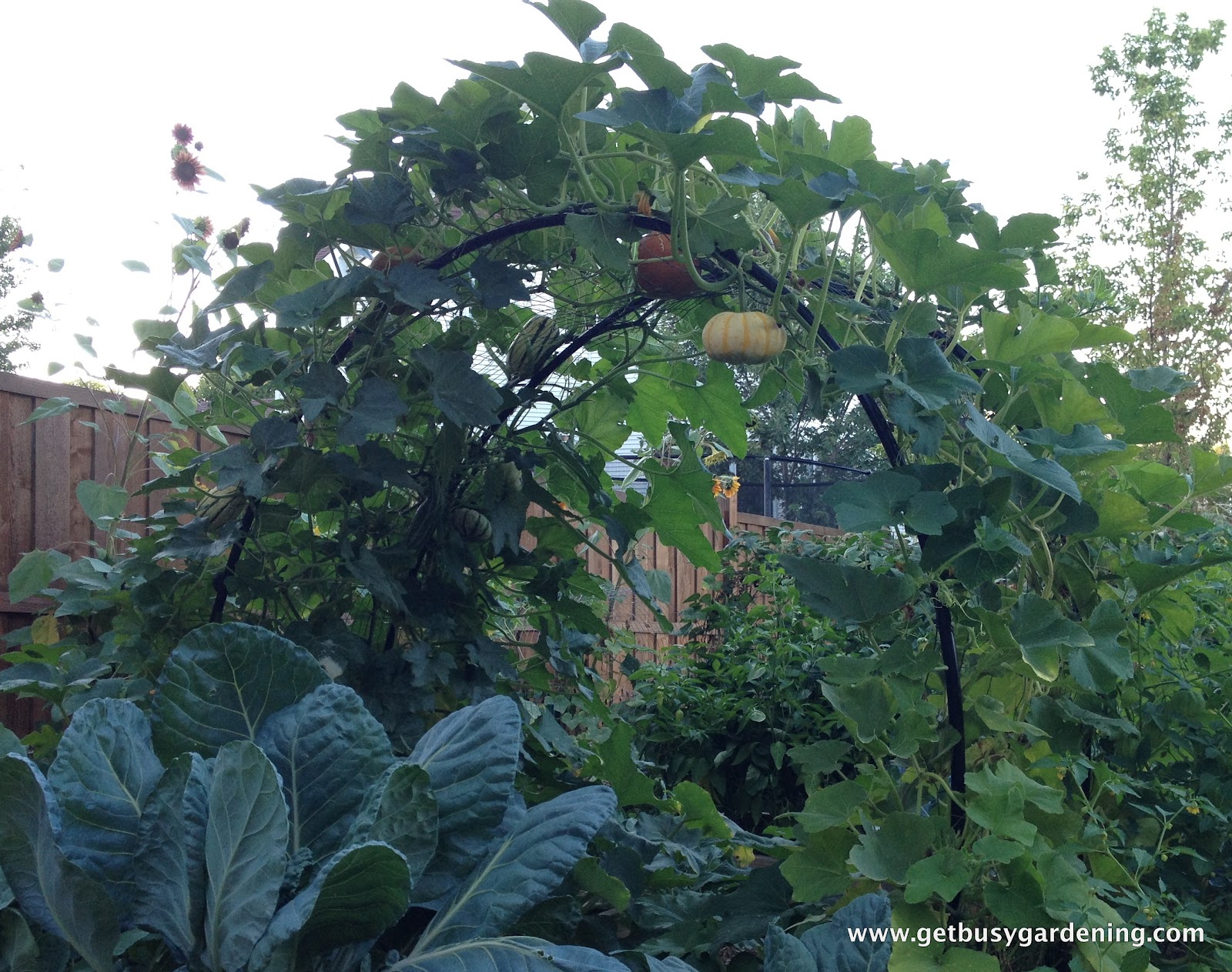 Squash Arch Update Get Busy Gardening