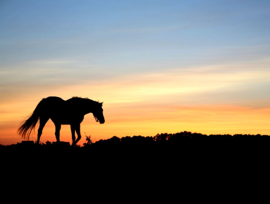 Silhouette Of Horse At Sunset Wallpaper 1024x768 px Free Download Silhouette Of Horse At Sunset Wallpaper 1024x768 px Free Download