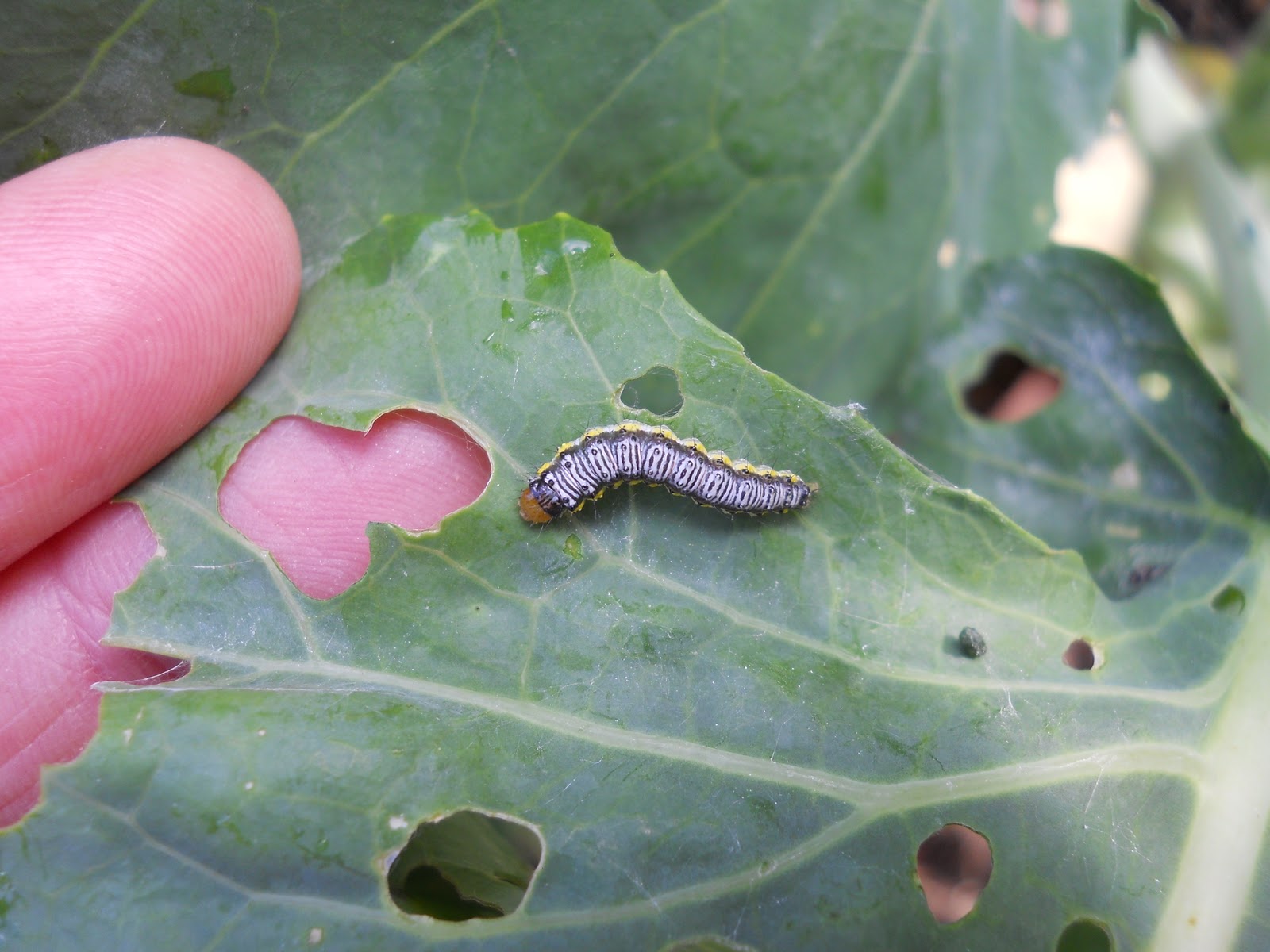 Sue�s in the Garden Growing the Groceries Great Green