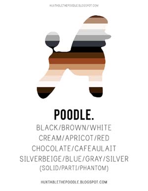 Poodle Color Chart