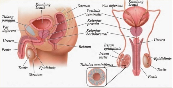Rpp Reproduksi Copy 1