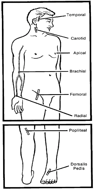 Pulse beat - definition of Pulse beat by The Free Dictionary