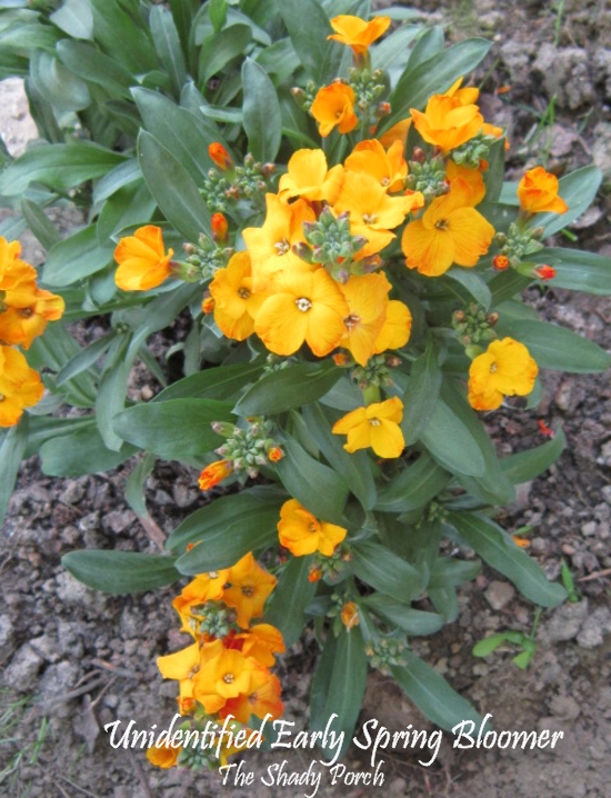 Early Spring Orangish-Yellow Blooms at The Shady Porch Unidentified Early Spring Orangish-Yellow Blooms at The Shady Porch