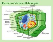 Célula vegetal