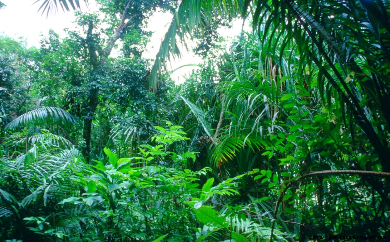 Tropical Rainforest Ecosystem Tropical Rainforest Ecosystem