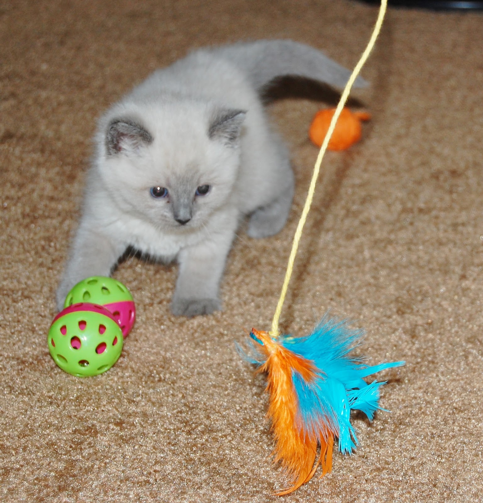 Temporary Waffle Our Kitten& DIY Cat Toys