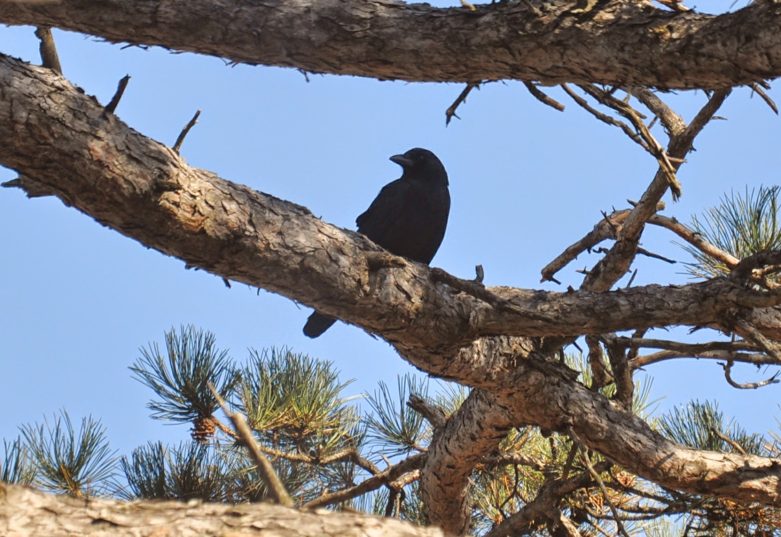 Palemaleirregulars: Enfamilial Crow Language