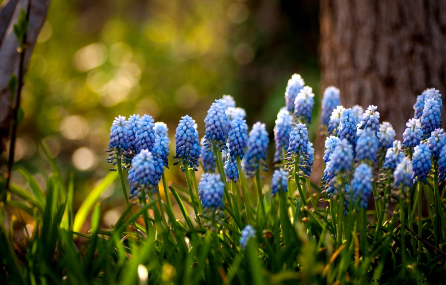 Muscari Flowers Free Background HD Wallpapers HD Wallapers for Free Muscari Flowers Free Background HD Wallpapers HD Wallapers for Free