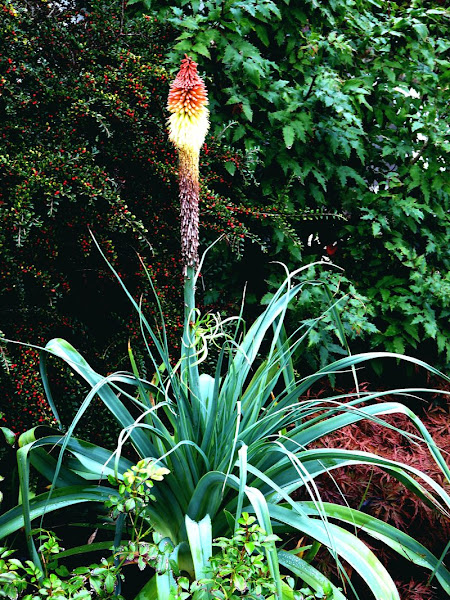 kniphofia caulescens Kniphofia+caulescens