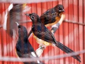 Berburu" burung bakal di pasar burung gampang=gampang susah. Tidak