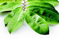 7 Benefits of Soursop Leaves for Health 7 Benefits of Soursop Leaves for Health
