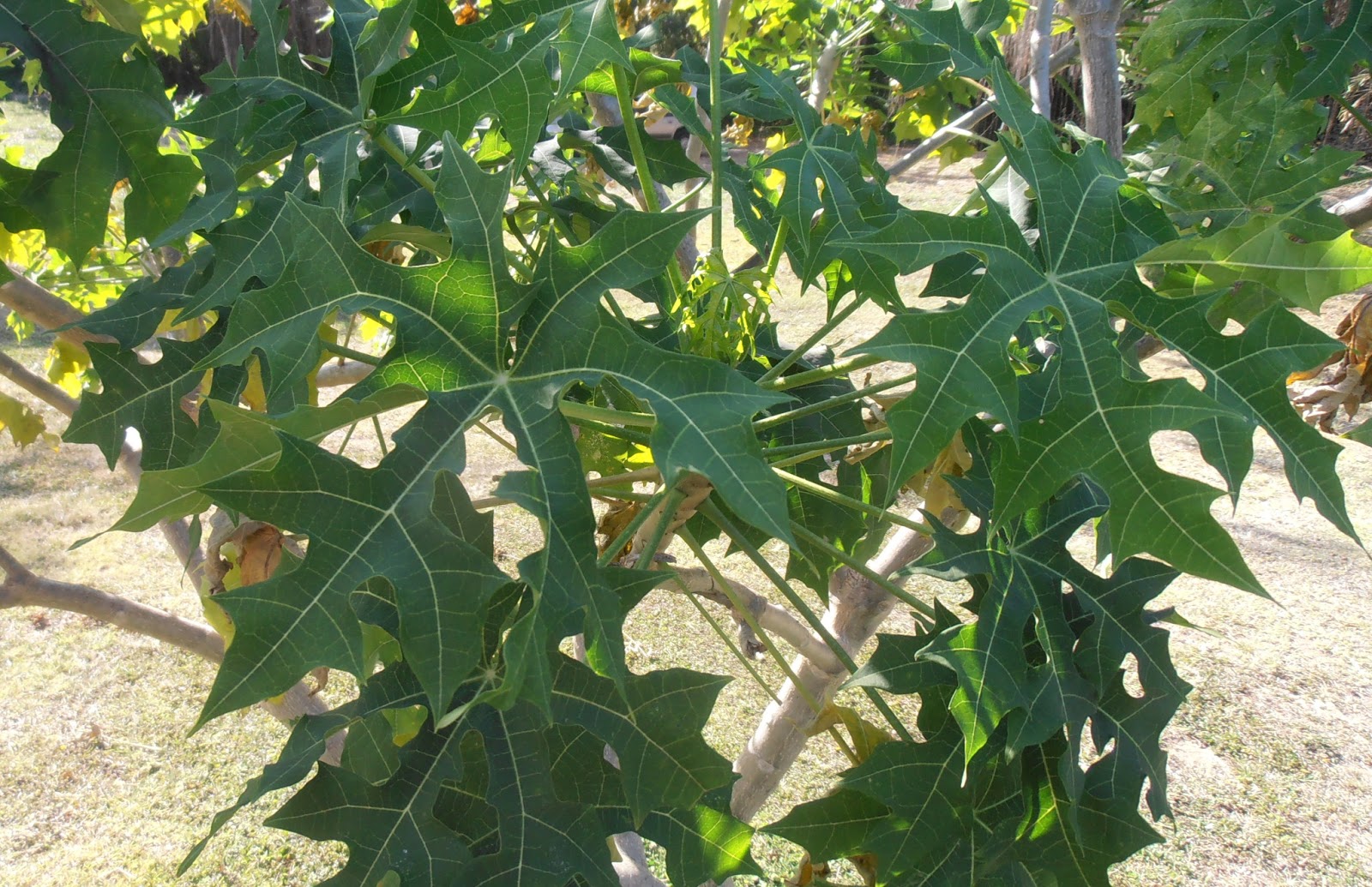 Flora de Puerto Rico Ilustrada EUPHORBIACEAE Cnidoscolus