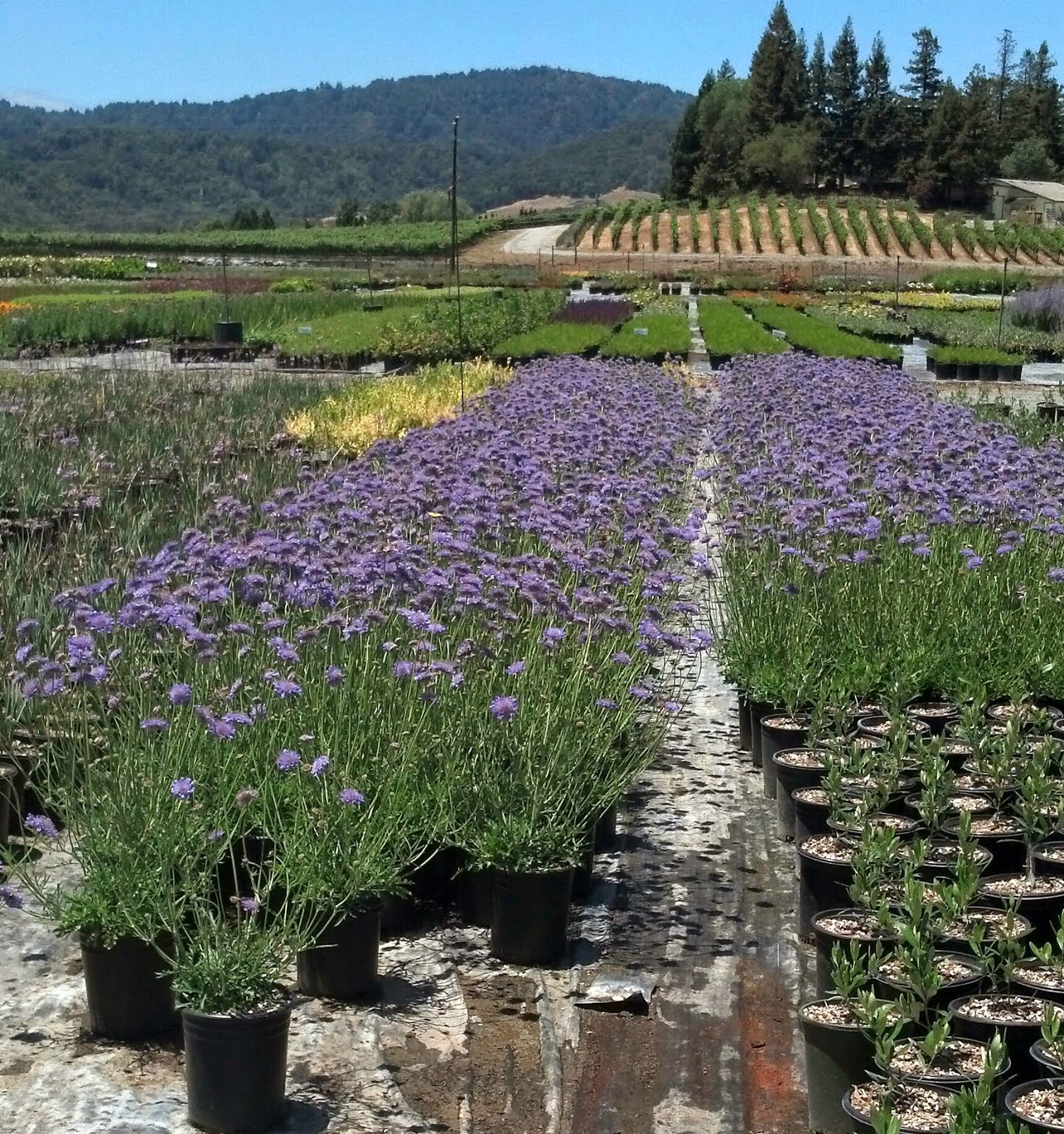 Western Tree Nursery Northern California