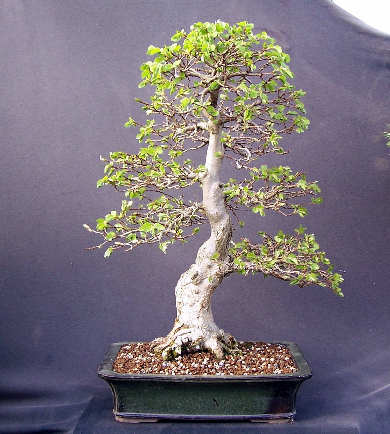 MiKo Bonsai Korean Hornbeam just coming into leaf