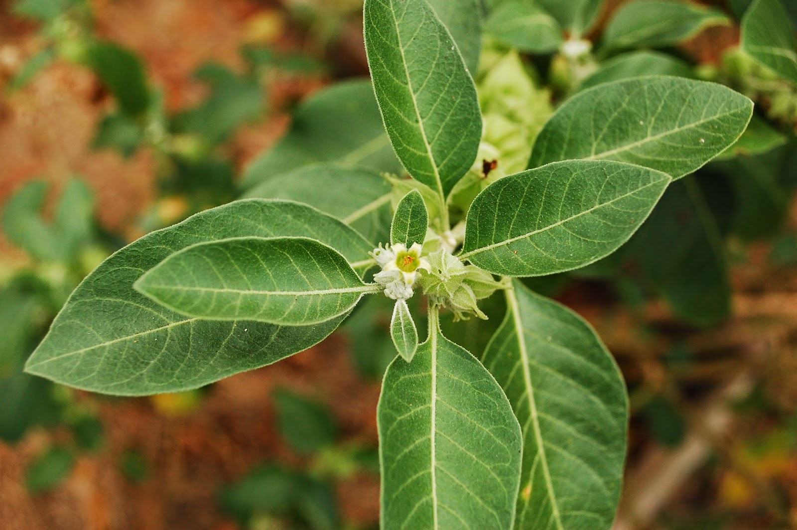 requip generic cost feldene price