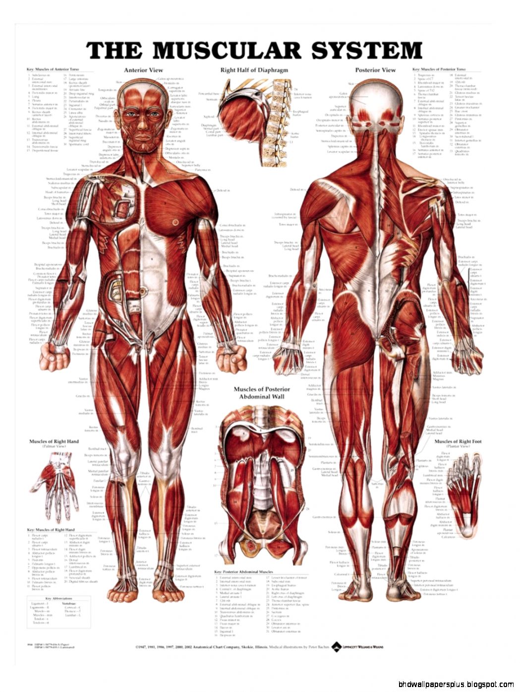 Anatomy Charts Health Charts AnatomyStuff Anatomy Charts Health Charts AnatomyStuff