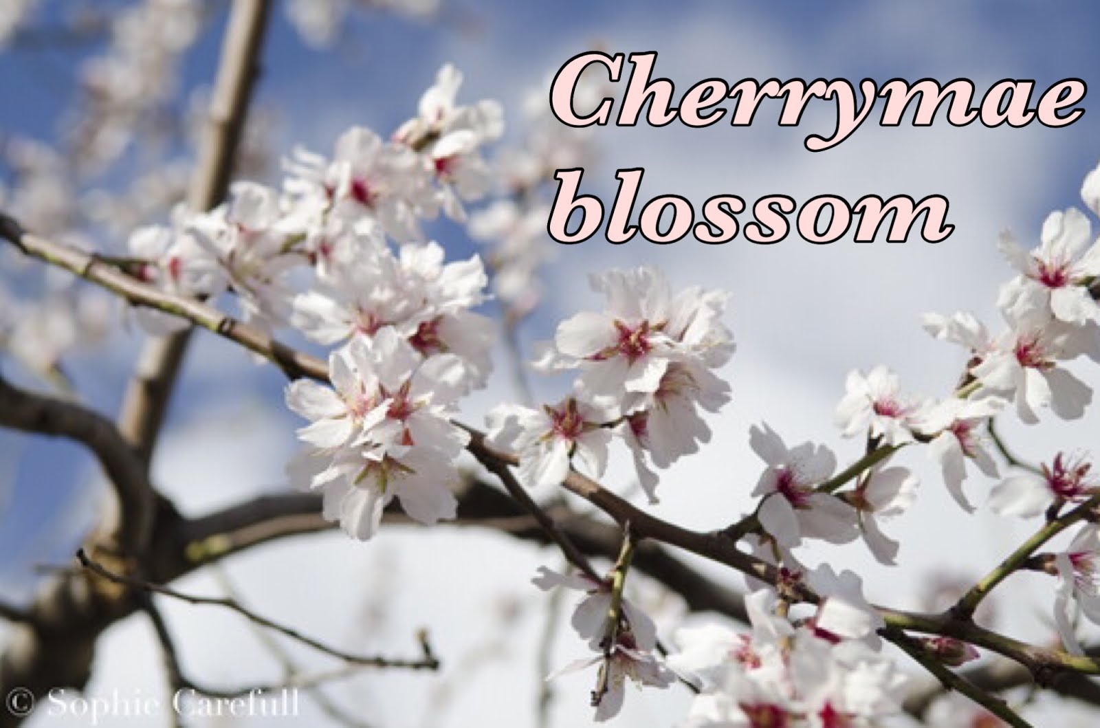 Cherrymae blossom