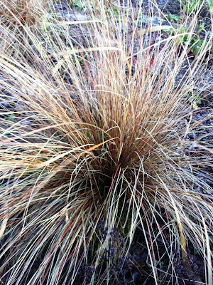 Kelli's Northern Ireland Garden: Winter Grasses