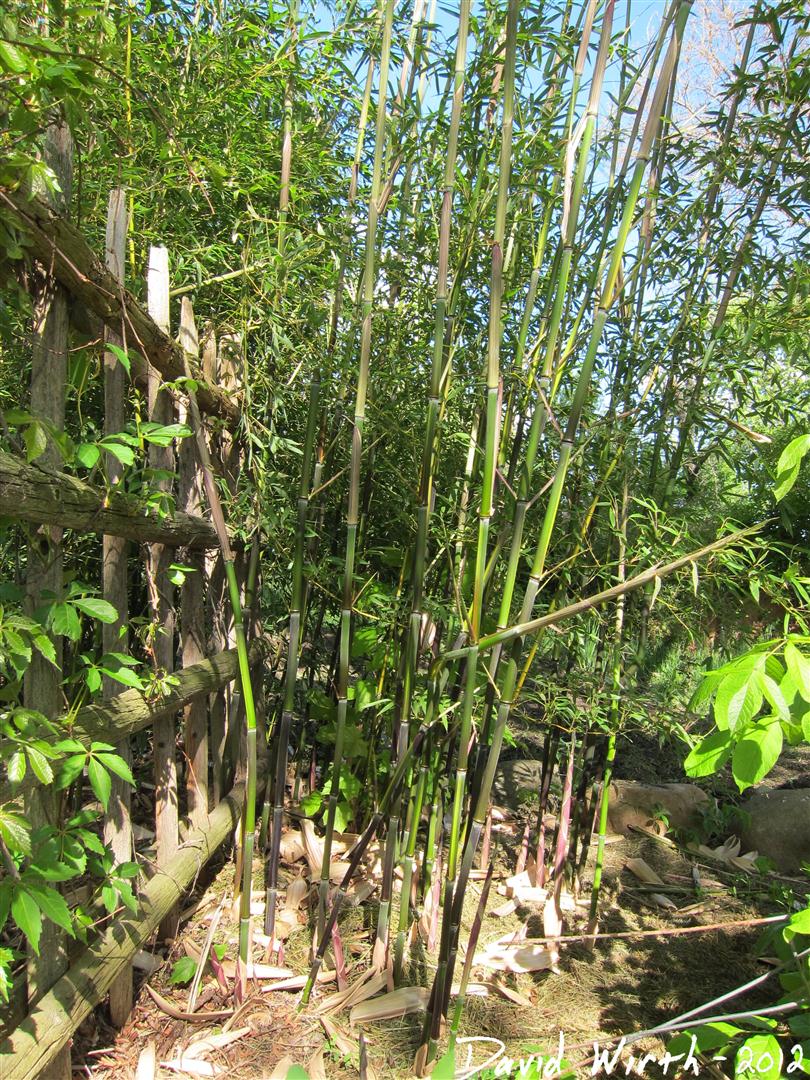 How to Grow Bamboo in Cold Climates