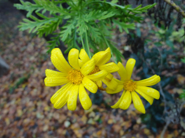 FLORES DE EURYOPS, MARGARITAS AMARILLAS.