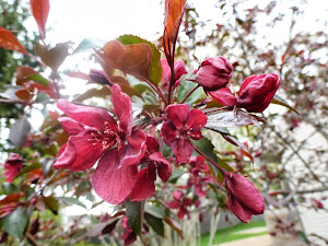 Royalty Flowering Crabapple Tree
