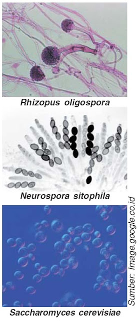 Manfaat dan Fungsi Mikroorganisme Pada Bidang Pangan