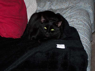 111107_merlin.jpg
