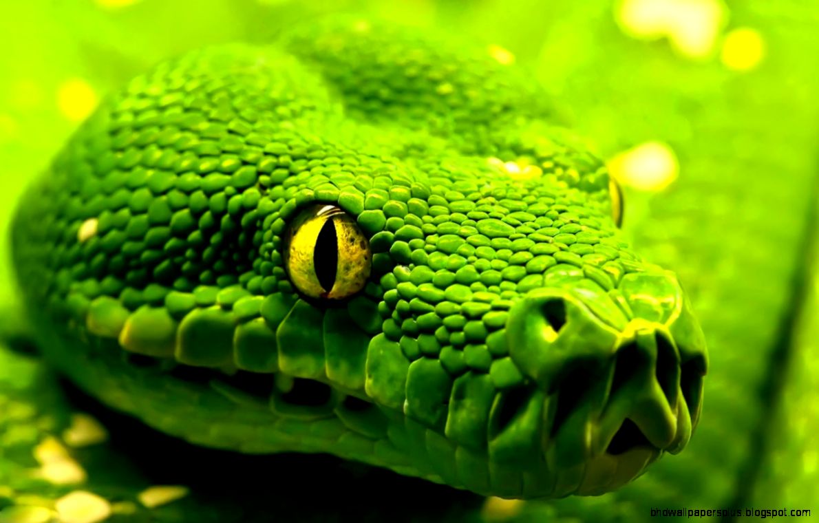 snake wallpaper 20 snake wallpaper 20