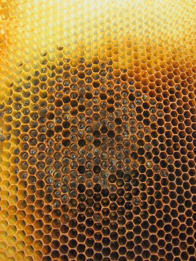 Simply Resourceful Cleaning Up Bee Frames