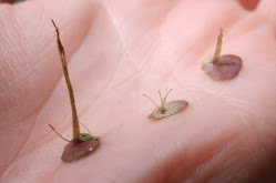 Spirodela polyrhiza – Spirodela wielokorzeniowa