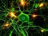Cientistas testemunham a neurogênese