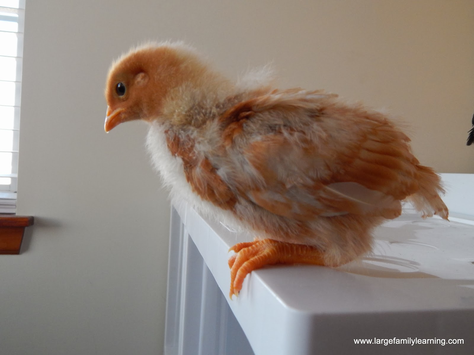 Large Family Learning Raising Baby Chicks 2 Weeks Old (Part 1)