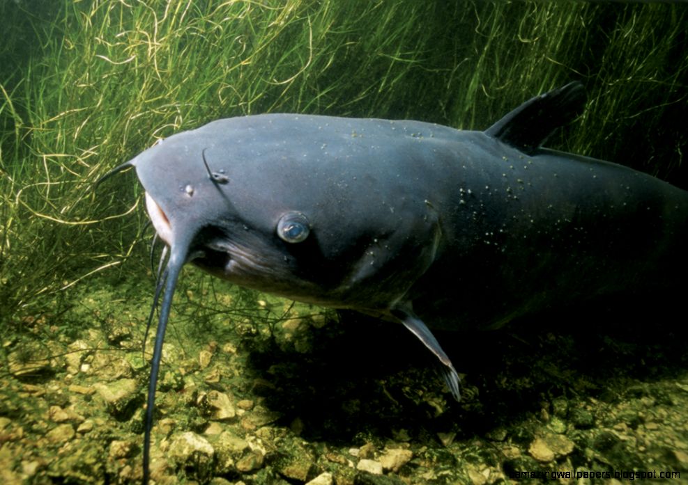 Catfishing Tips Tricks And More Catfishing Tips Tricks And More