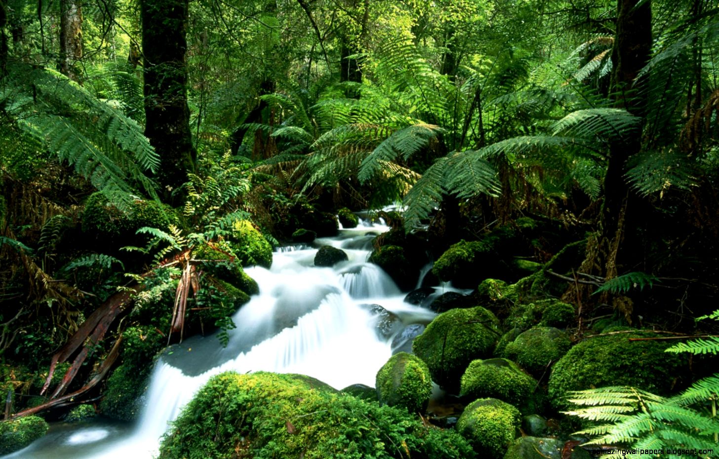 Amazon Tropical Rainforest Waterfall Amazon Tropical Rainforest Waterfall