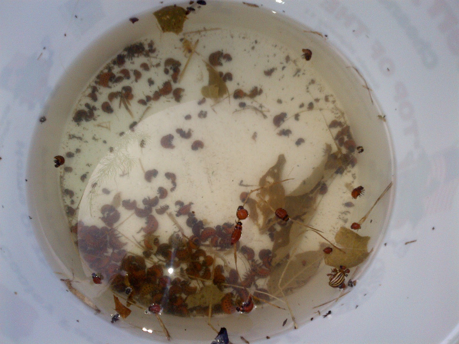 Life as a Homeschool Mom Potato Bugs!