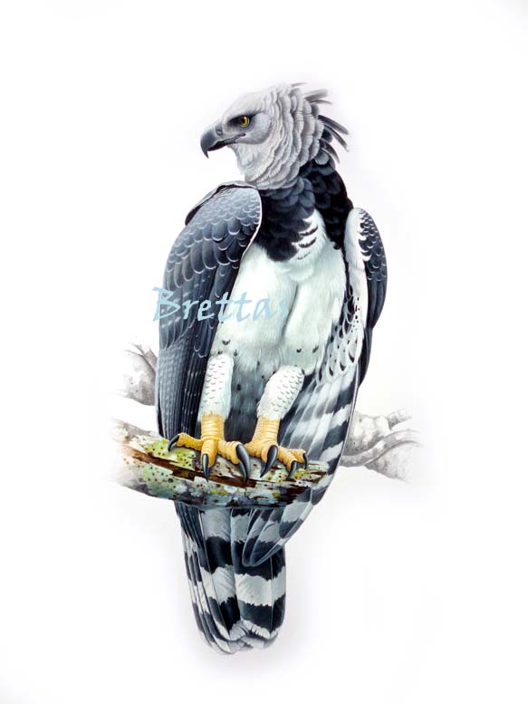 Review: The Drunkards Walk by Leonard Mlodinow Culture