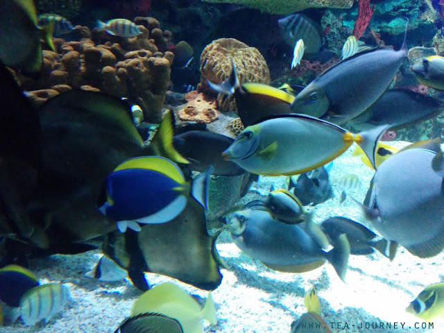 Ripley's Aquarium of Canada Dangerous Lagoon. Fish coral Toronto